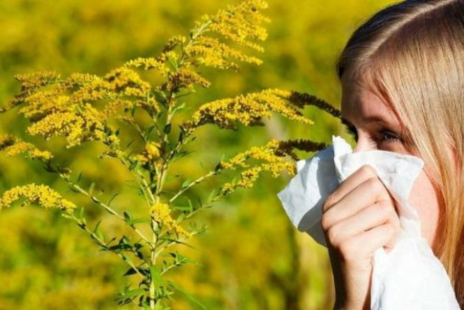 Алергія на амброзію: чим і як лікувати?
