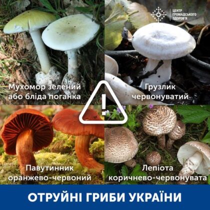 Як готувати та їсти гриби