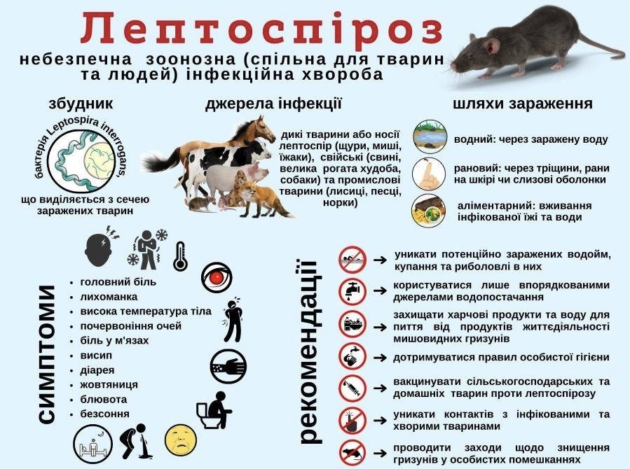 Лептоспіроз